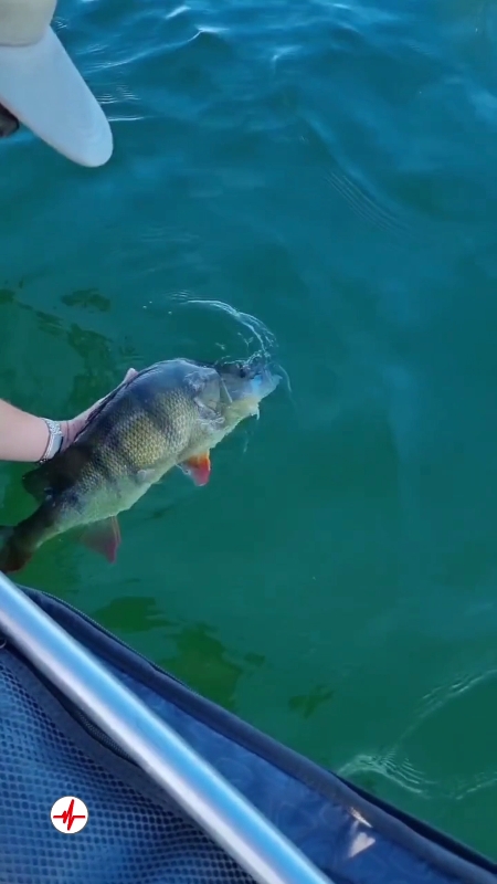 Stage de Pêche dans les Lacs d'Orient - Pêche sportive en bateau dans l'Aube