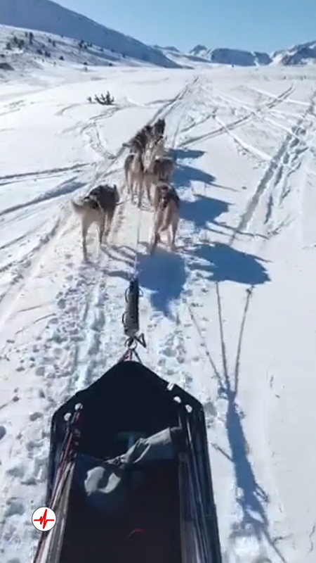 Balade en Chiens de Traîneaux à la Station de Porté-Puymorens