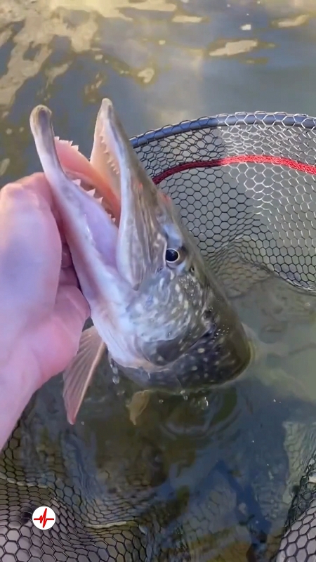 Stage de Pêche en Lac près de Perpignan